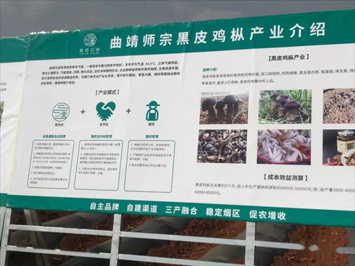 云南國發(fā)有機(jī)肥技術(shù)助力師宗煙草產(chǎn)業(yè)，推動(dòng)土壤改良與環(huán)保發(fā)展